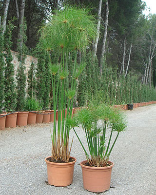 راهنمای نگهداری و پرورش گیاهان آپارتمانی - نی مردابی